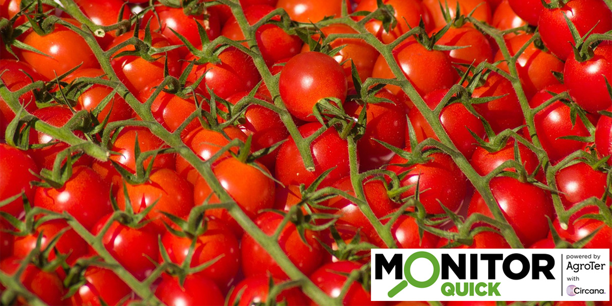 Prezzi in caduta per i pomodori, la redditività del reparto ancora sotto pressione